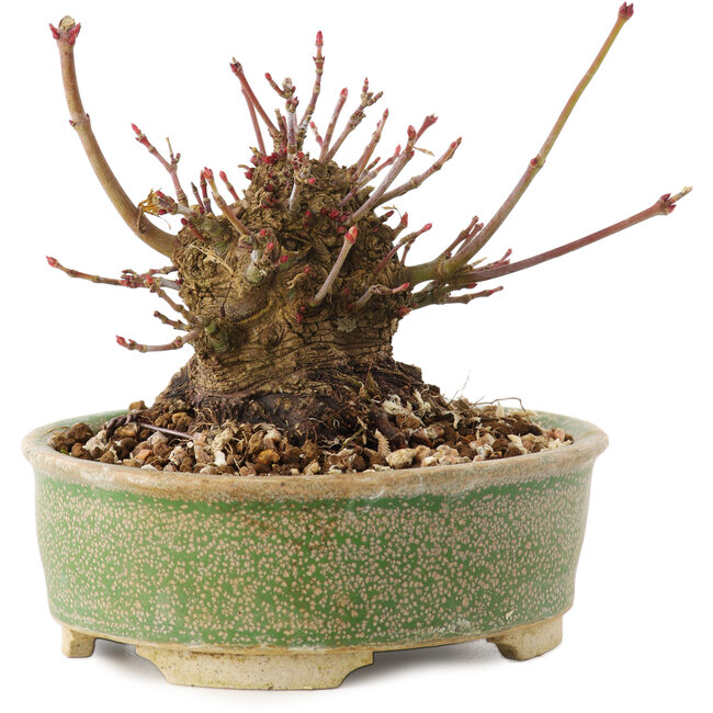 Acer palmatum, 8 cm, ± 25 years old