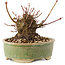 Acer palmatum, 8 cm, ± 25 años
