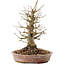 Acer palmatum, 20,5 cm, ± 25 years old