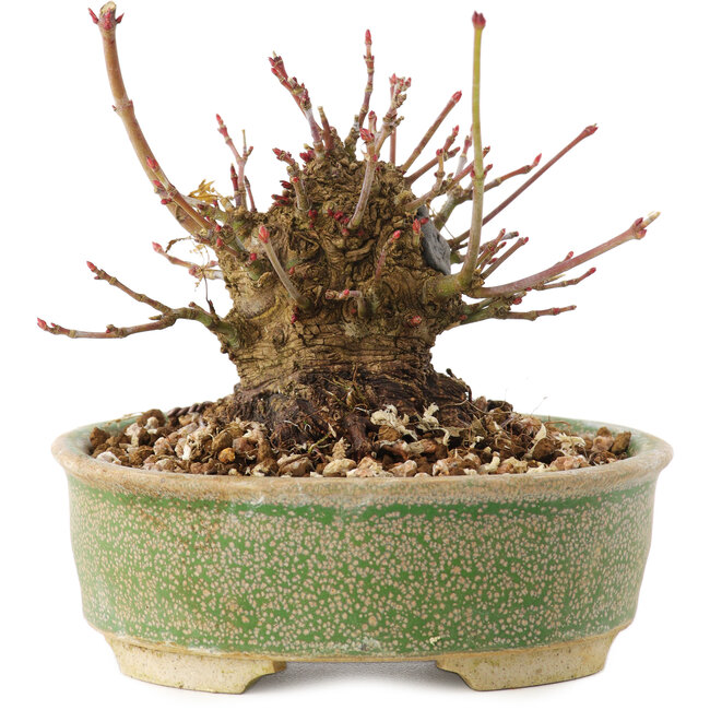 Acer palmatum, 8 cm, ± 25 years old