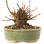 Acer palmatum, 8 cm, ± 25 ans