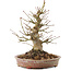 Acer palmatum, 20,5 cm, ± 25 years old