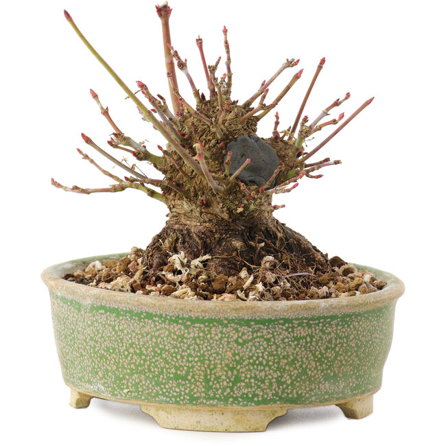 Acer palmatum, 8 cm, ± 25 jaar oud