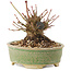 Acer palmatum, 8 cm, ± 25 years old