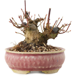 Acer palmatum, 9 cm, ± 25 jaar oud