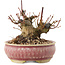 Acer palmatum, 9 cm, ± 25 Jahre alt