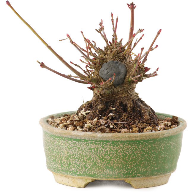 Acer palmatum, 8 cm, ± 25 jaar oud