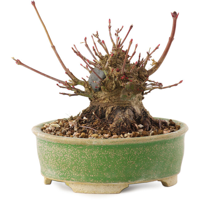 Acer palmatum, 8 cm, ± 25 jaar oud