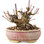 Acer palmatum, 9 cm, ± 25 años