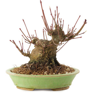 Acer palmatum, 12,5 cm, ± 25 anni