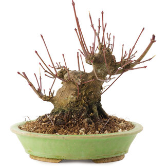 Acer palmatum, 12,5 cm, ± 25 jaar oud