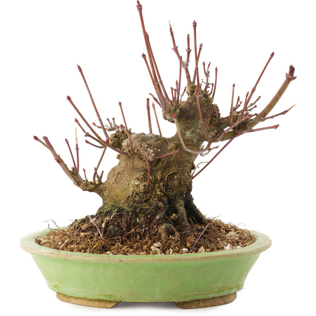 Acer palmatum, 12,5 cm, ± 25 jaar oud