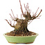 Acer palmatum, 12,5 cm, ± 25 ans