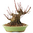 Acer palmatum, 12,5 cm, ± 25 Jahre alt