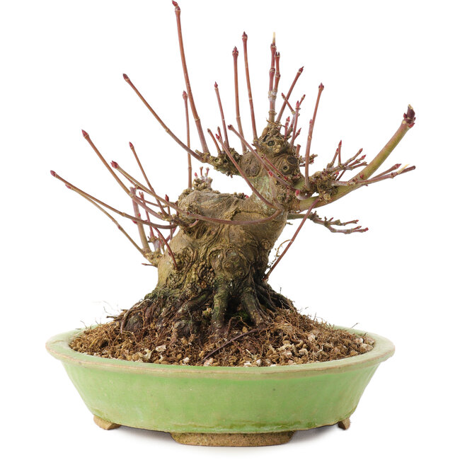 Acer palmatum, 12,5 cm, ± 25 years old