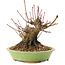 Acer palmatum, 12,5 cm, ± 25 años