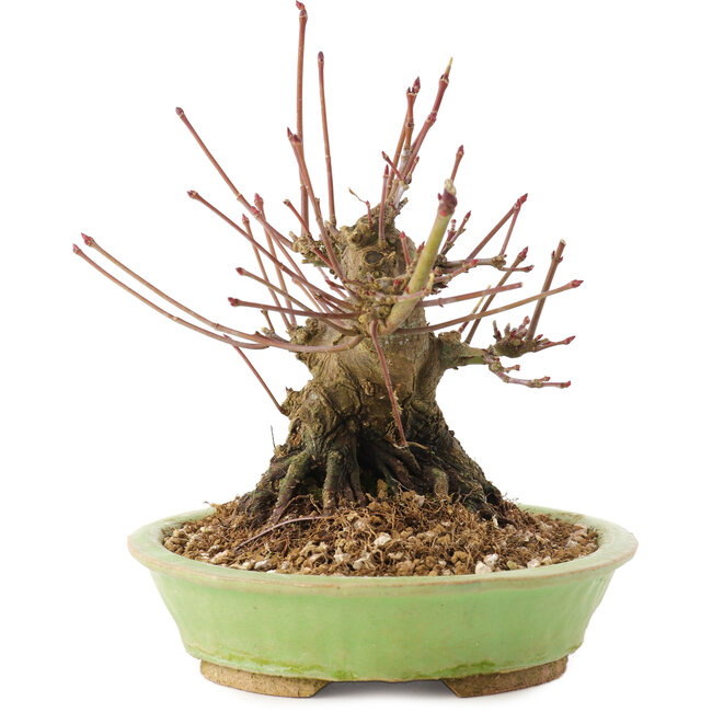 Acer palmatum, 12,5 cm, ± 25 años