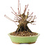 Acer palmatum, 12,5 cm, ± 25 ans