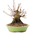 Acer palmatum, 12,5 cm, ± 25 years old