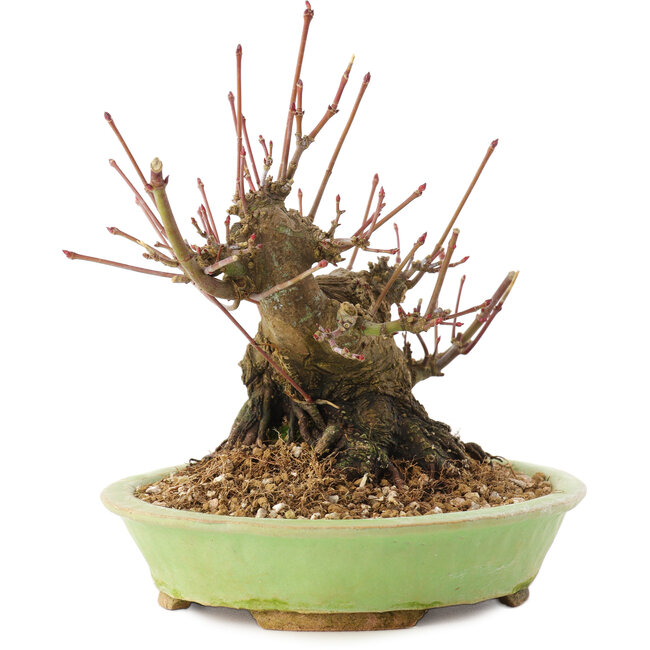Acer palmatum, 12,5 cm, ± 25 years old
