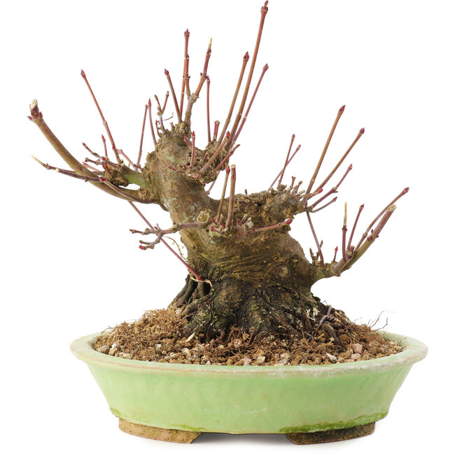 Acer palmatum, 12,5 cm, ± 25 Jahre alt