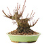 Acer palmatum, 12,5 cm, ± 25 anni