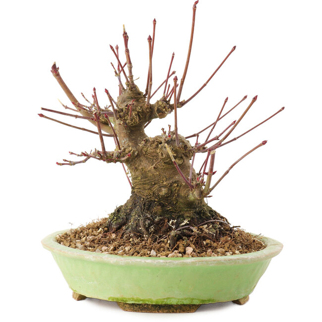 Acer palmatum, 12,5 cm, ± 25 años