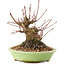 Acer palmatum, 12,5 cm, ± 25 anni