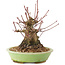 Acer palmatum, 12,5 cm, ± 25 anni