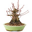 Acer palmatum, 12,5 cm, ± 25 ans