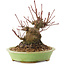 Acer palmatum, 12,5 cm, ± 25 anni