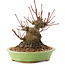 Acer palmatum, 12,5 cm, ± 25 jaar oud