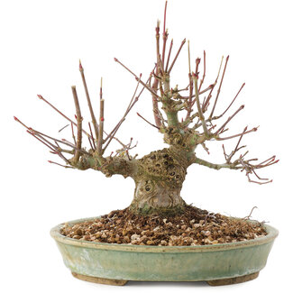 Acer palmatum, 15,5 cm, ± 25 jaar oud