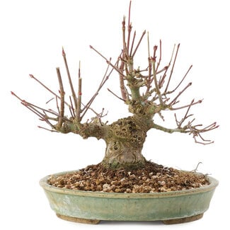 Acer palmatum, 15,5 cm, ± 25 Jahre alt