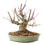 Acer palmatum, 15,5 cm, ± 25 ans