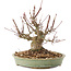 Acer palmatum, 15,5 cm, ± 25 jaar oud