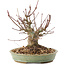 Acer palmatum, 15,5 cm, ± 25 anni