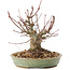 Acer palmatum, 15,5 cm, ± 25 jaar oud