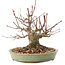 Acer palmatum, 15,5 cm, ± 25 ans