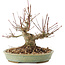 Acer palmatum, 15,5 cm, ± 25 años