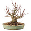 Acer palmatum, 15,5 cm, ± 25 anni