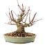 Acer palmatum, 15,5 cm, ± 25 Jahre alt