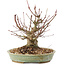 Acer palmatum, 15,5 cm, ± 25 ans