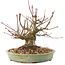 Acer palmatum, 15,5 cm, ± 25 ans