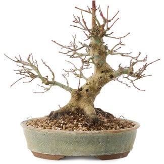 Acer palmatum, 19,5 cm, ± 25 Jahre alt