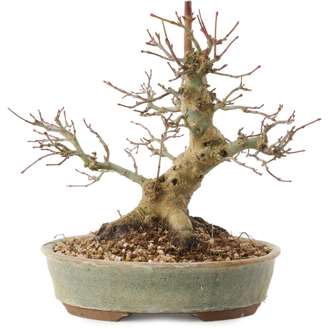 Acer palmatum, 19,5 cm, ± 25 años