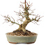 Acer palmatum, 19,5 cm, ± 25 anni