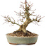 Acer palmatum, 19,5 cm, ± 25 years old
