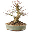 Acer palmatum, 19,5 cm, ± 25 anni