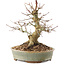 Acer palmatum, 19,5 cm, ± 25 ans